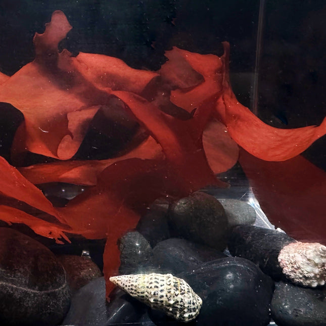 Red Sea Lettuce Variations