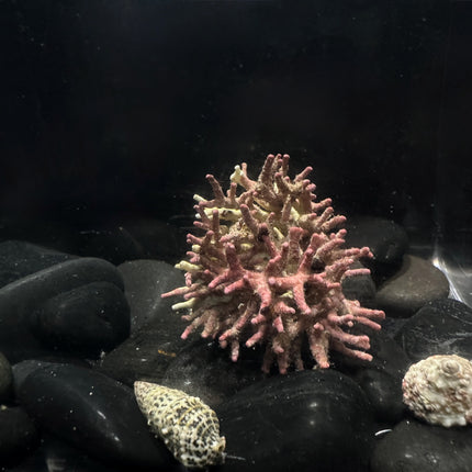 Coralline Algae - Rigid Branched