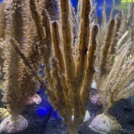 Groove Blade Gorgonian