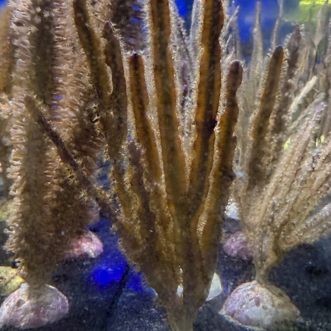 Groove Blade Gorgonian