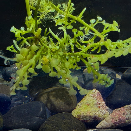 Specialty Grape Caulerpa