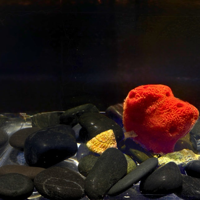 Red Ball Sponge