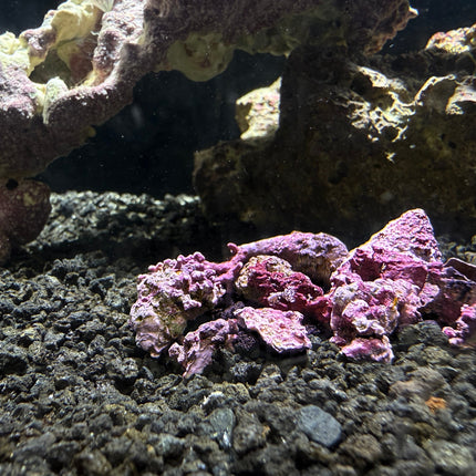 Coralline Algae - Small Clusters