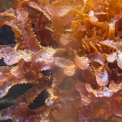 Fauchea / Reef Hydrangeas