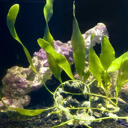 Sea Blade Caulerpa