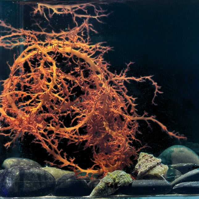 Portieria / Lace Algae