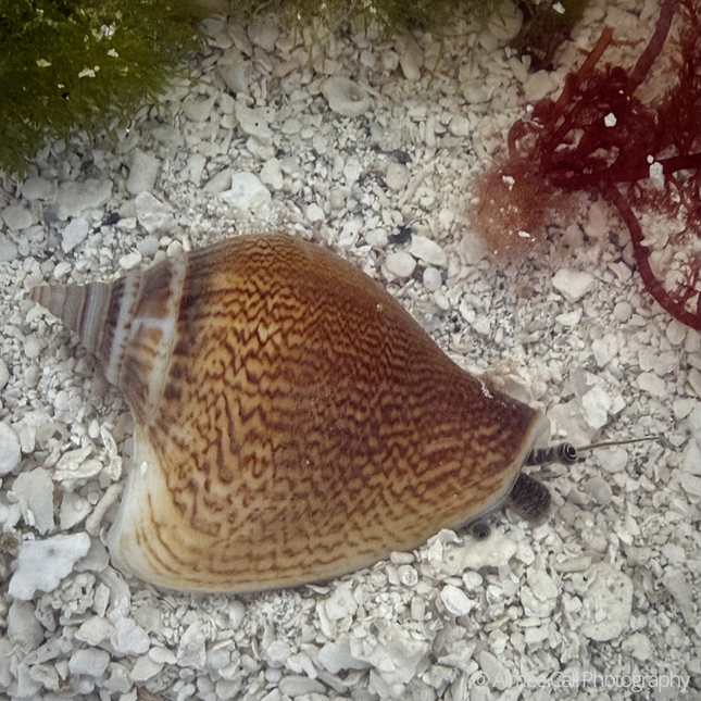 Laevistrombus canarium Dog Ear Conch Snail on Sandbed with Macroalgae