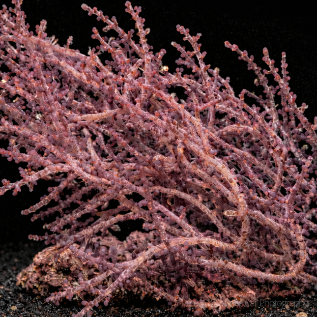 Laurencia poitei Club Laurencia algae on black background.