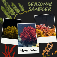 Collection image for: Home page