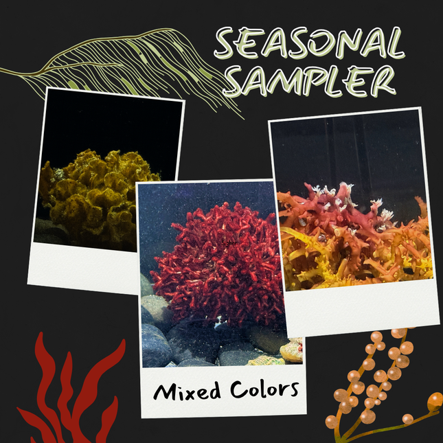 Seasonal Macroalgae Sampler