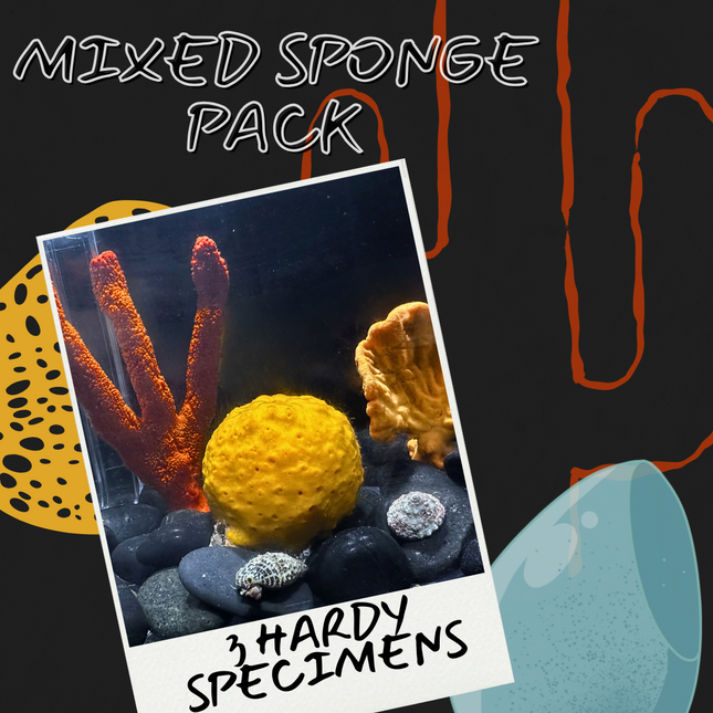 Mixed Sponge Pack