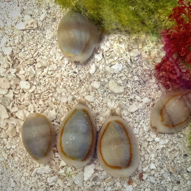 Monetaria annulus Ring Cowrie on Sand with algae