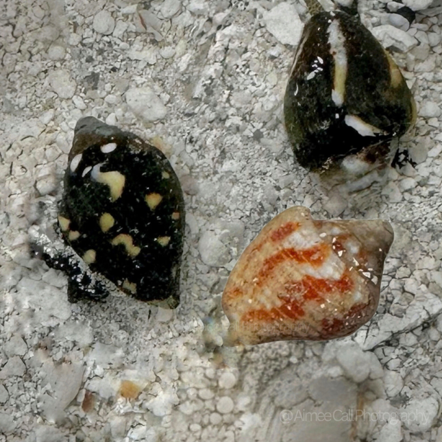Pictocolumbella spp. Dove Snail on Sandbed