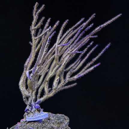 Angular Sea Ribbon Gorgonian