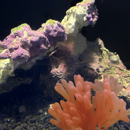 Red Finger Algae