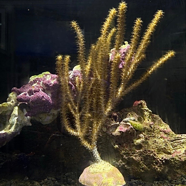 Gorgonian on frage plug with rock in the background.