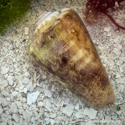 Strombus luhuanus Strawberry Conch on sand with macroalgae.