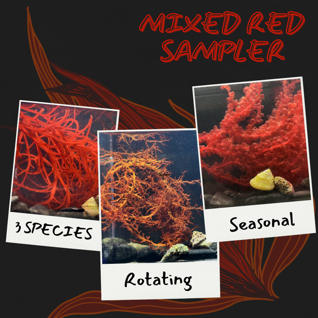 Mixed Red Sampler