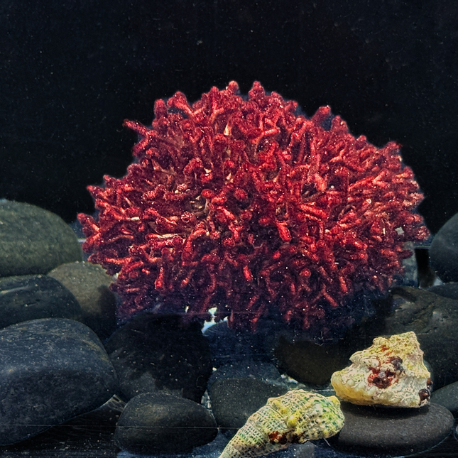 Galaxaura / Mini Galaxy Algae