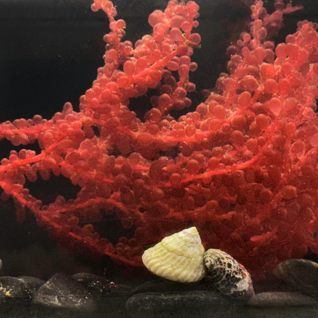Red Grape Algae