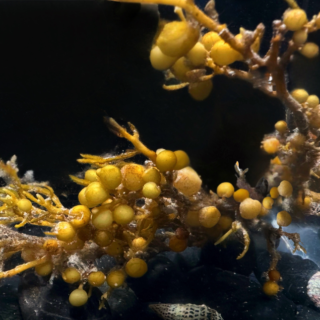 Sargassum