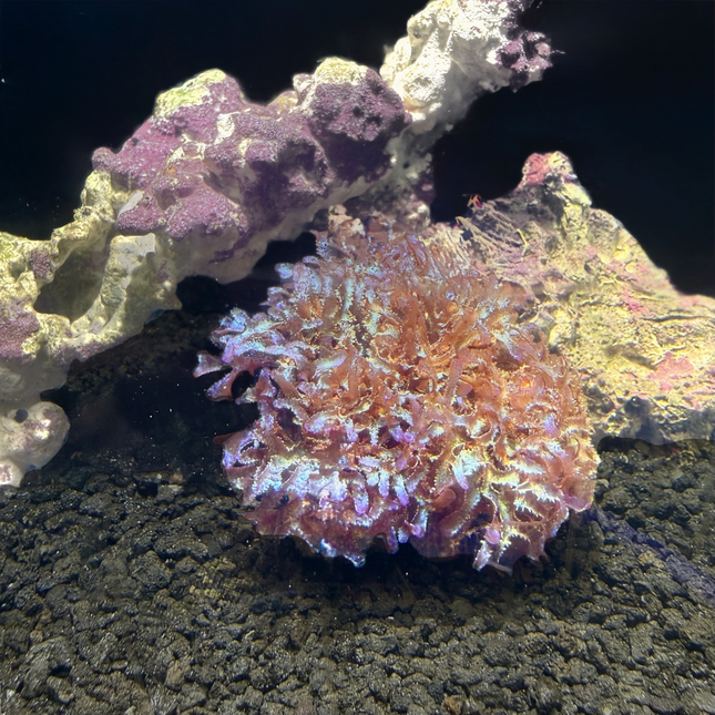 Fauchea / Reef Hydrangeas