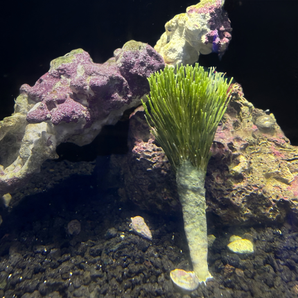 Merman’s Shaving Brush Stem Plant