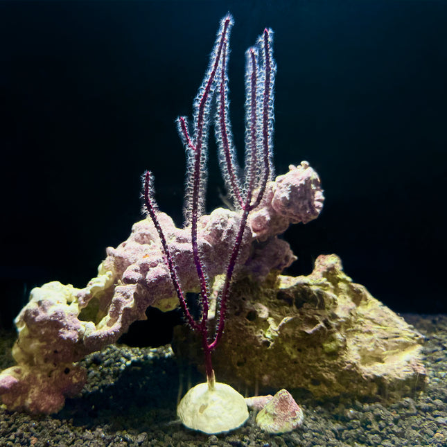 Colorful Sea Whip Gorgonian