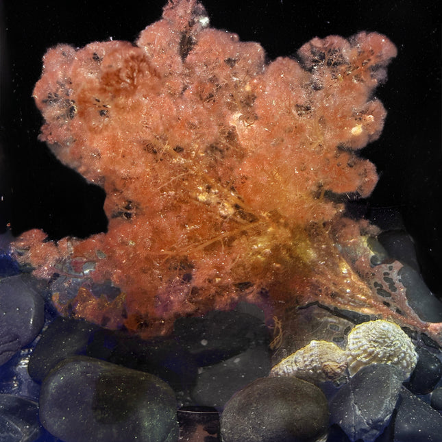 Flamingo Feather Algae