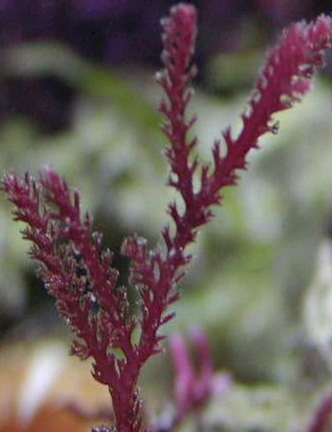 Close-up of a purple thin razor lookin plant with a blurred background. 