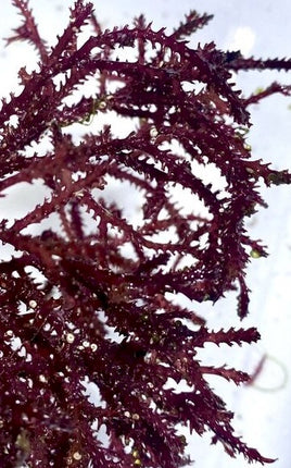 Red Razor Algae