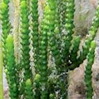Cactus / Zipper Caulerpa