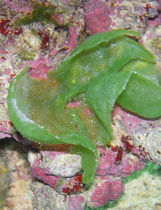 Snakeskin Bubble Algae Imposter