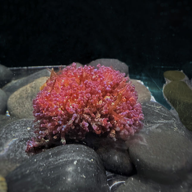 Iridescent Candy Algae