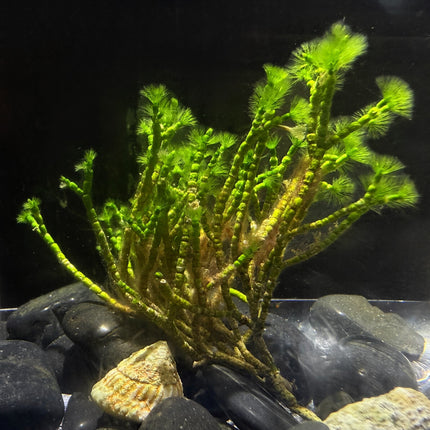 Bearded/Tufted Joint Weed