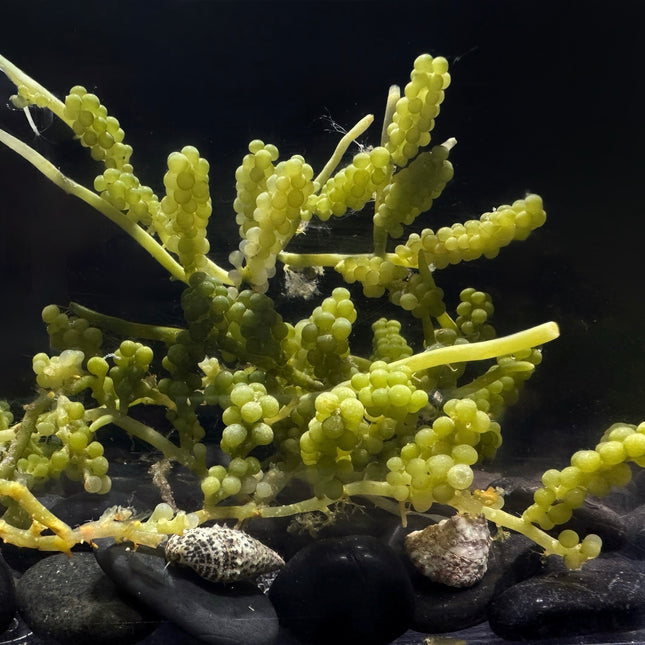 Standard Grape Caulerpa