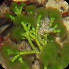 Bearded/Tufted Joint Weed