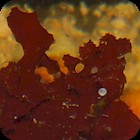 Gorg Skeleton Petals