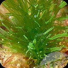 Seaweed Salad / Tubular Sea Lettuce