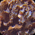 Fauchea / Reef Hydrangeas