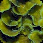 Wafer Algae
