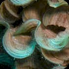 Ribbon Potato / Scroll Algae