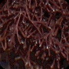 Coralline Algae: Fuzzy Tufted