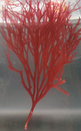 Red Finger Algae