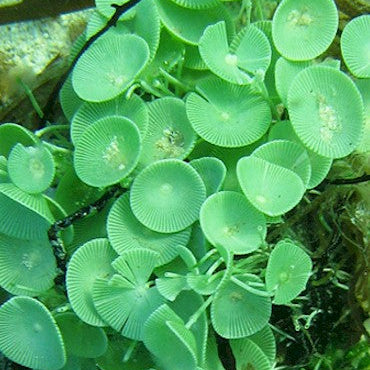 Mermaid's Wine Chalice